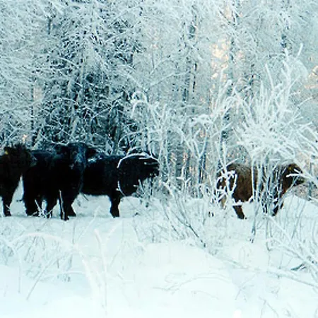 Ferienhaus Sakarinniemi- Vaikon Loma 5 By Interhome